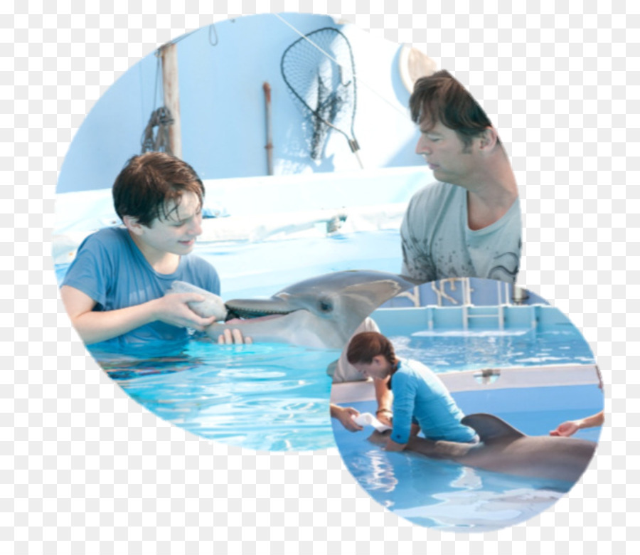 Le Clearwater Marine Aquarium，Le Dr Clay Haskett PNG