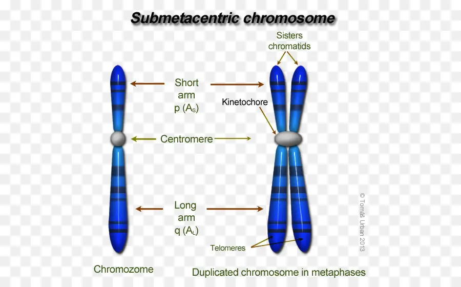 Chromosome Sous Métacentrique，Génétique PNG