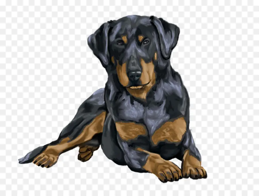 Chien Noir Et Feu，Animal De Compagnie PNG