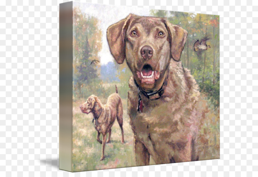 De La Baie De Chesapeake Retriever，Le Labrador Retriever PNG