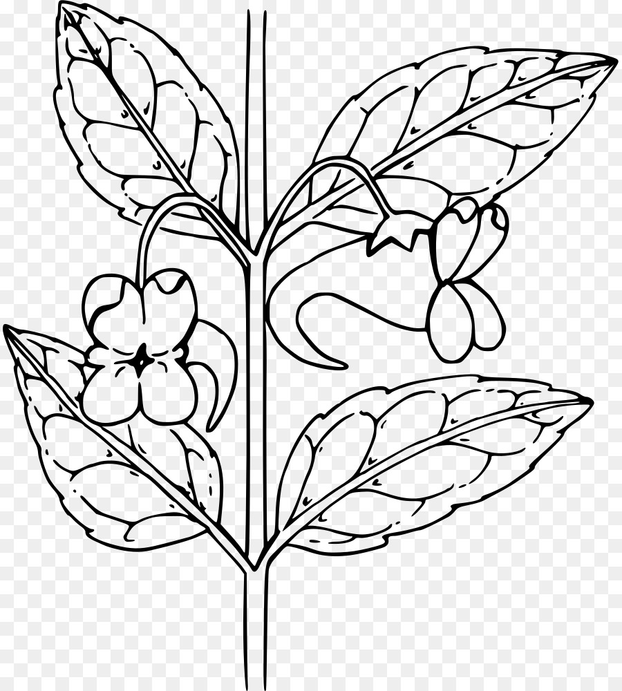 Dessin De Plante，Botanique PNG