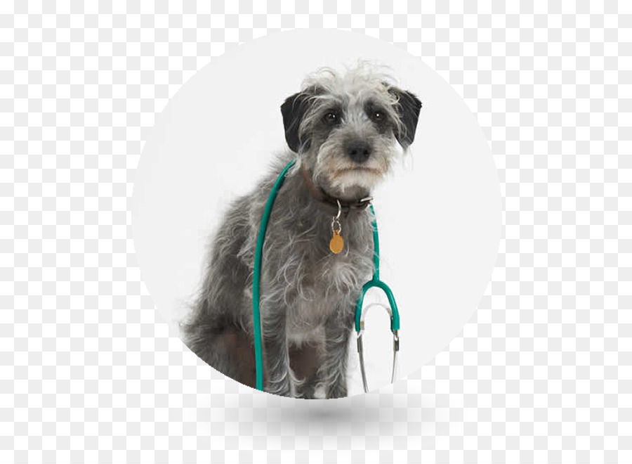 Schnauzer Nain，à L Envers PNG