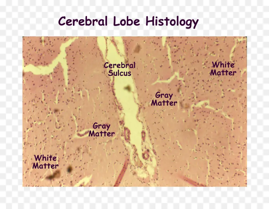 Histologie Du Lobe Cérébral，Cerveau PNG