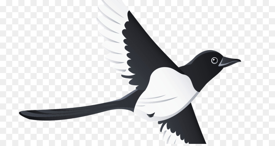 Oiseau Noir Et Blanc，Vol PNG