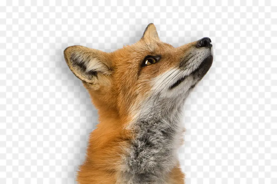 Renard，Fourrure PNG