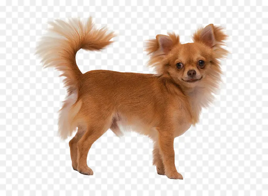 Chihuahua，Chien PNG