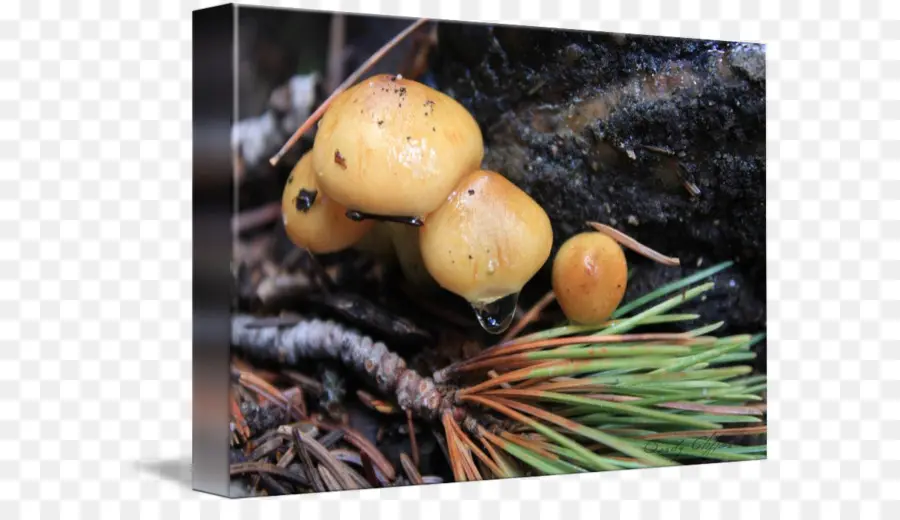 Champignons，Forêt PNG