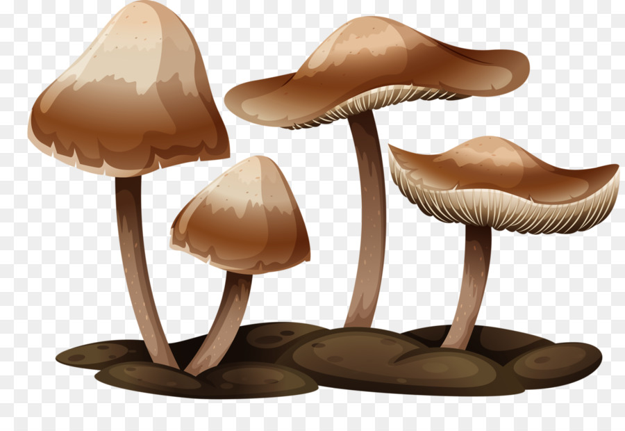 Champignons，Grappe PNG