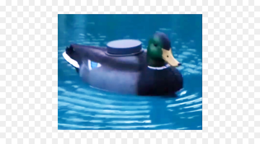 Mallard，Canard PNG