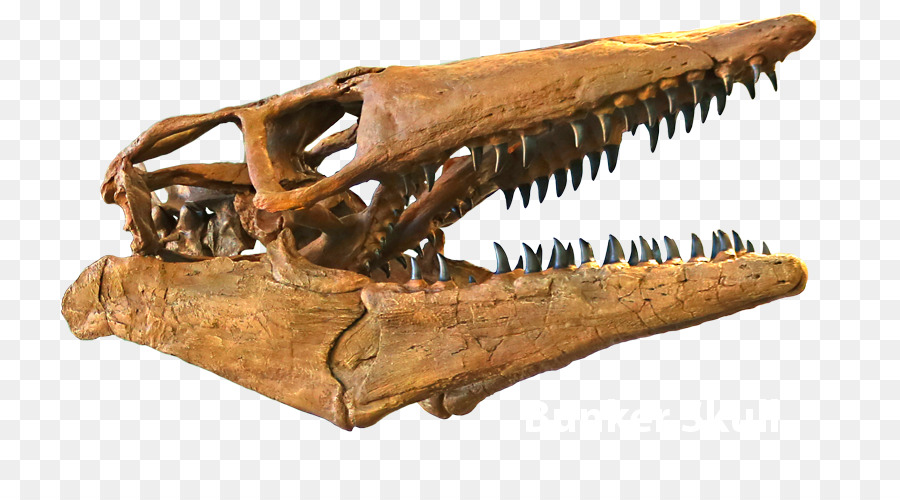 Tricératops，Tylosaurus PNG