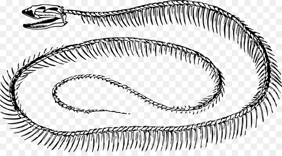 Squelette De Serpent，Fossile PNG