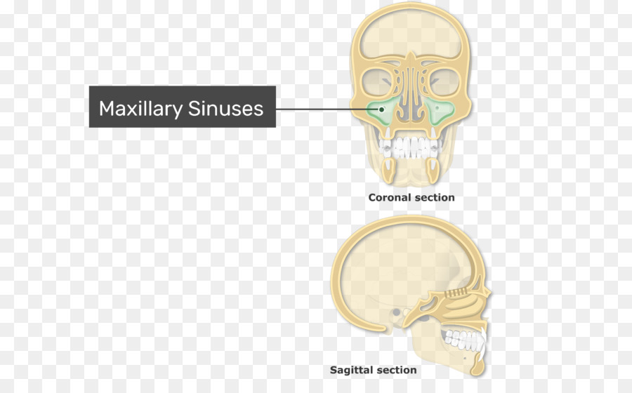 Sinus De La Face，Ethmoïde Sinus PNG