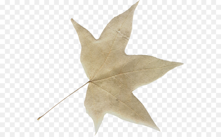 Feuille Jaune，Automne PNG