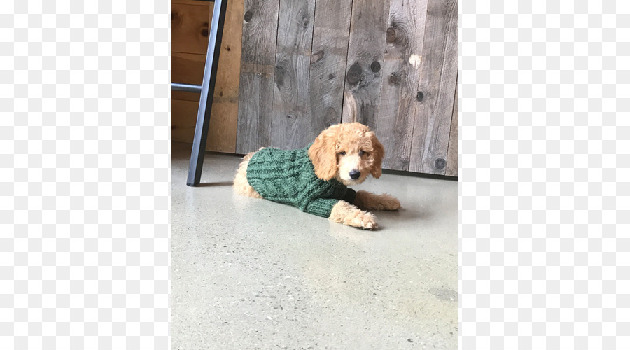 Cockapoo，Chiot PNG