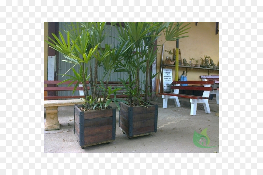 Arecaceae，Jardin Majorelle PNG