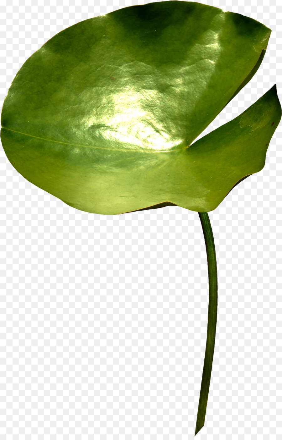 Feuilles Vertes，Feuillage PNG