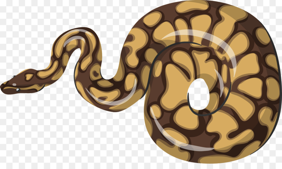 Boa Constrictor，Reptile PNG