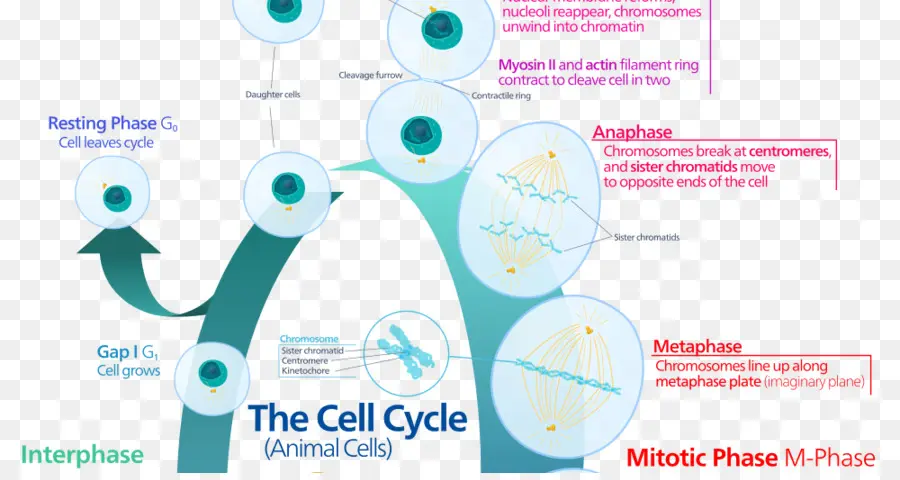 Diagramme Du Cycle Cellulaire，Biologie PNG