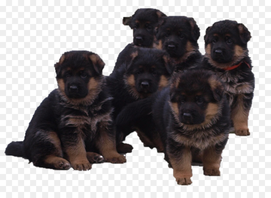 Chiot，Rottweiler PNG