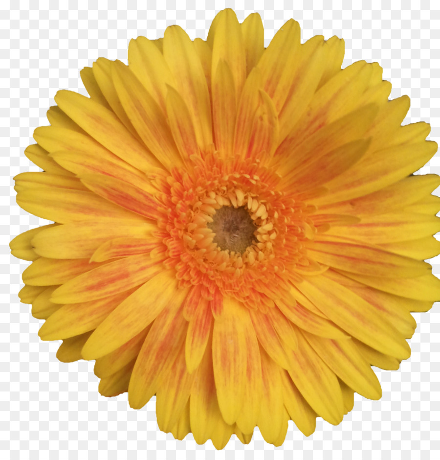 Fleur，Floraison PNG