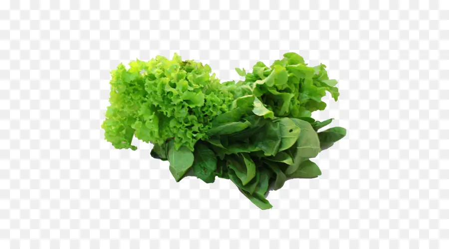 Laitue Romaine，Printemps Verts PNG