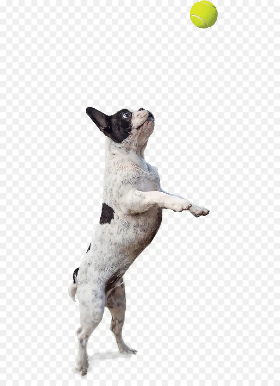 Chien，Animal De Compagnie PNG