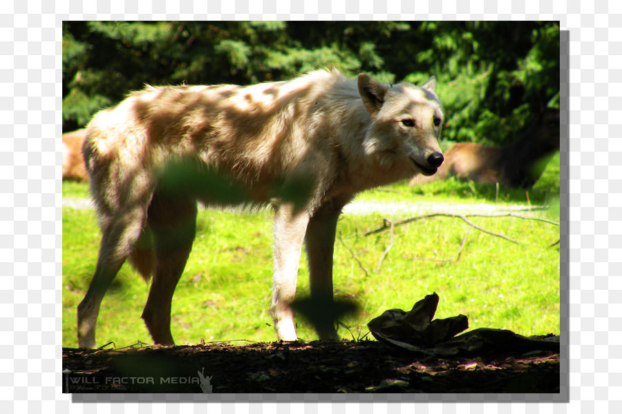 La Faune，Loup Gris PNG