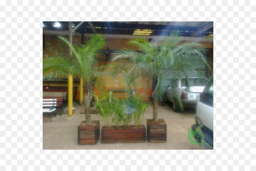Arecaceae，Propriété PNG