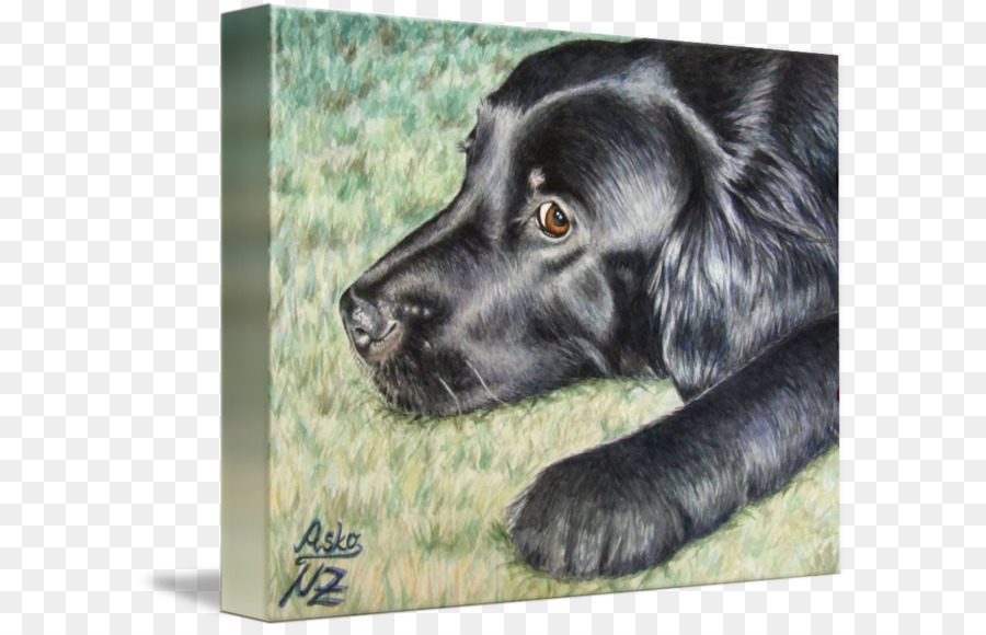 Flatcoated Retriever，Épagneul De Champ PNG