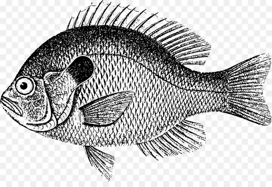 Poisson，Aquatique PNG