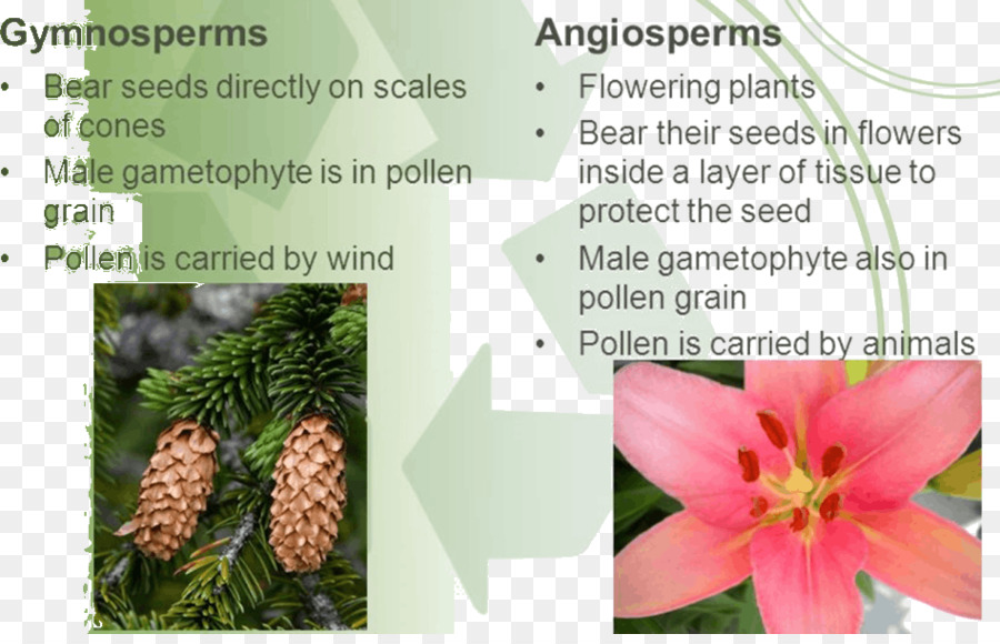 Arbre，La Floraison De La Plante PNG