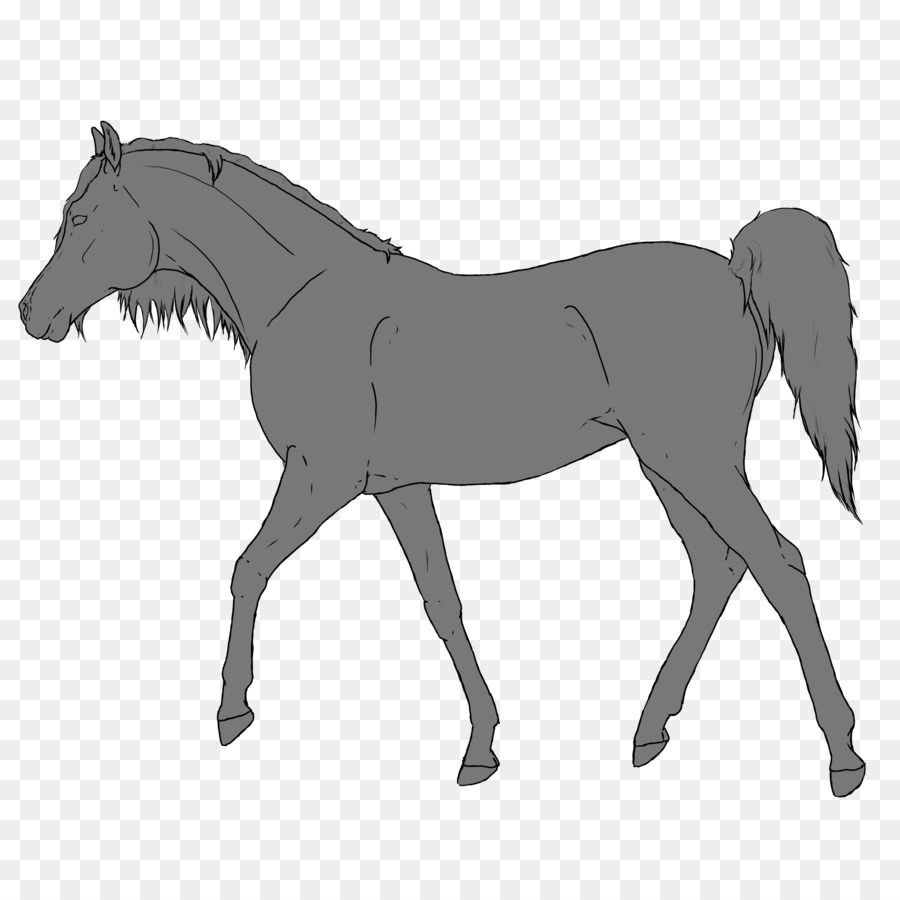 Cheval，équidé PNG