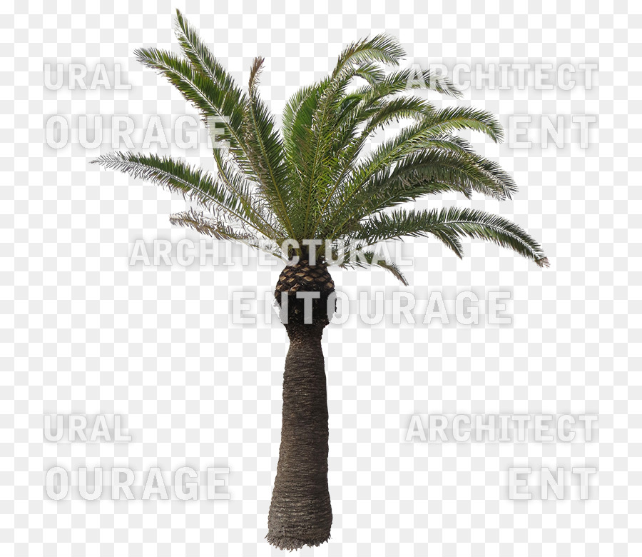 Palmier Dattier，Flowerpot PNG