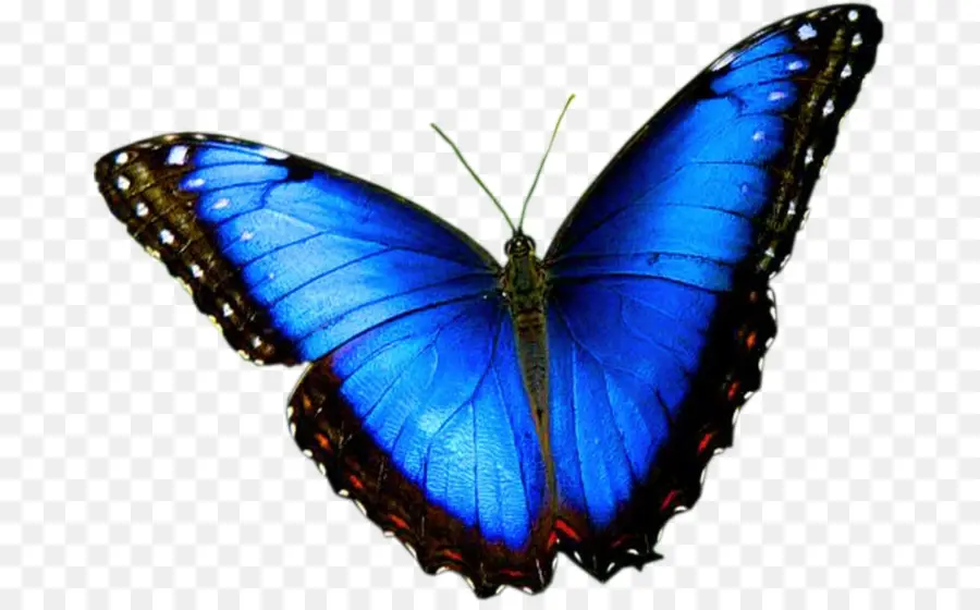 Papillon Bleu，Ailes PNG