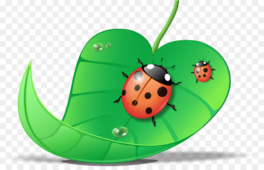 Coccinelles，Feuille PNG