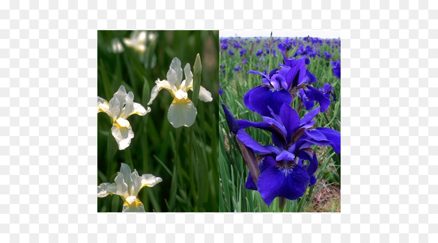 L Iris De Sibérie，Iris Famille PNG