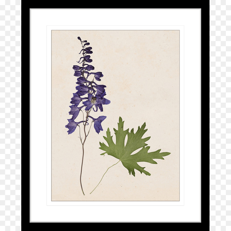 Fleur Et Feuille Violettes，Botanique PNG