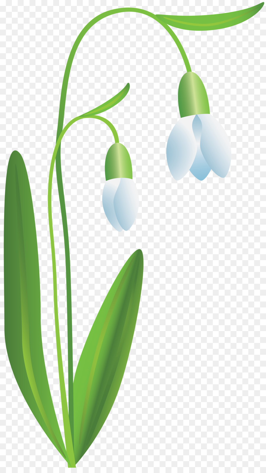 Fleur De Perce Neige，Feuilles Vertes PNG