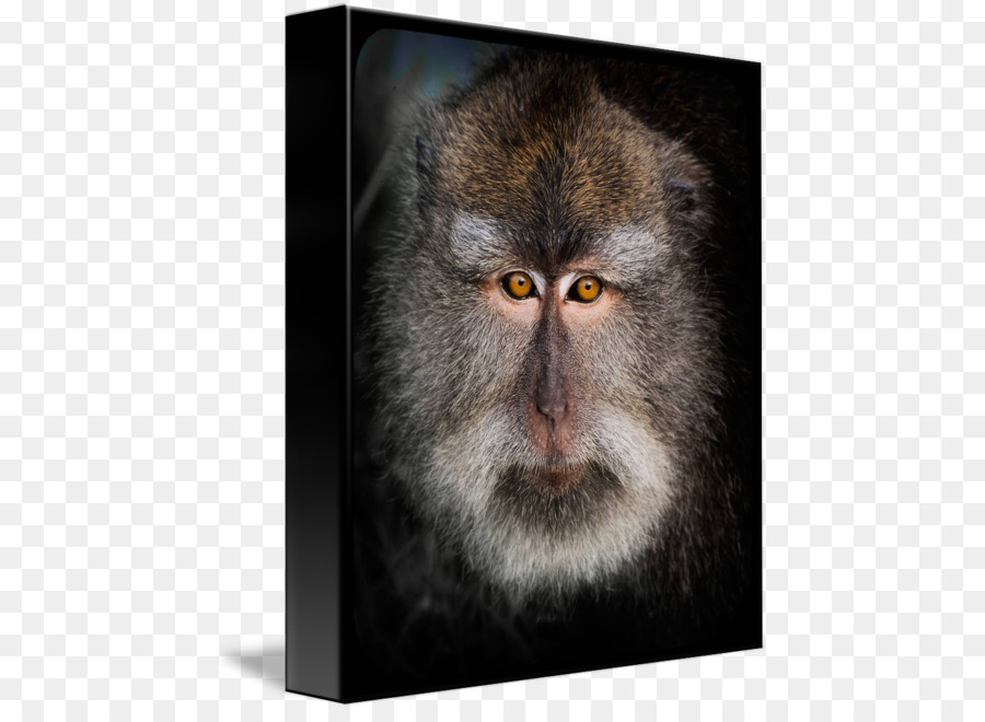 Macaque，De L Ancien Monde PNG