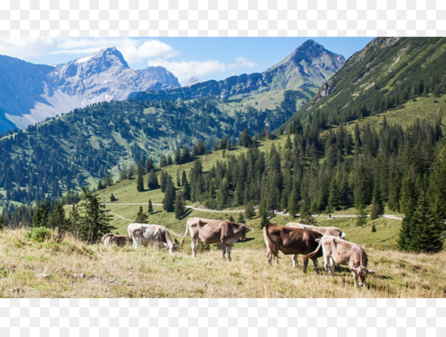 Vaches Dans Les Montagnes，Vaches PNG