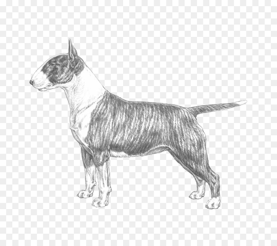 Bull Terrier，Terrier De Taureau Miniature PNG