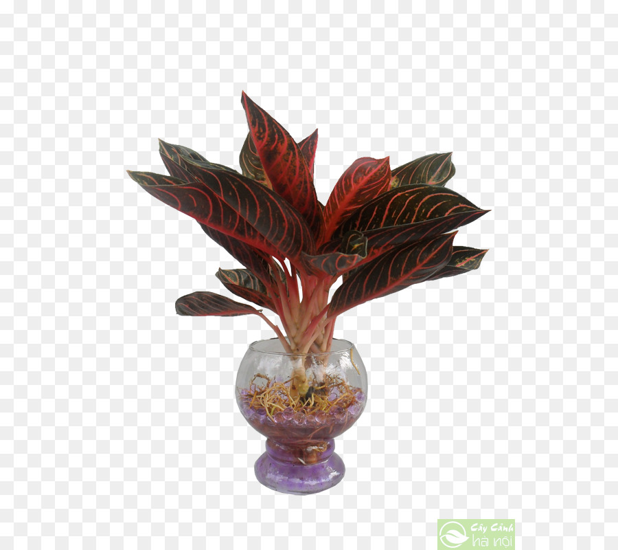 Feuille，Dracaena Parfumé PNG