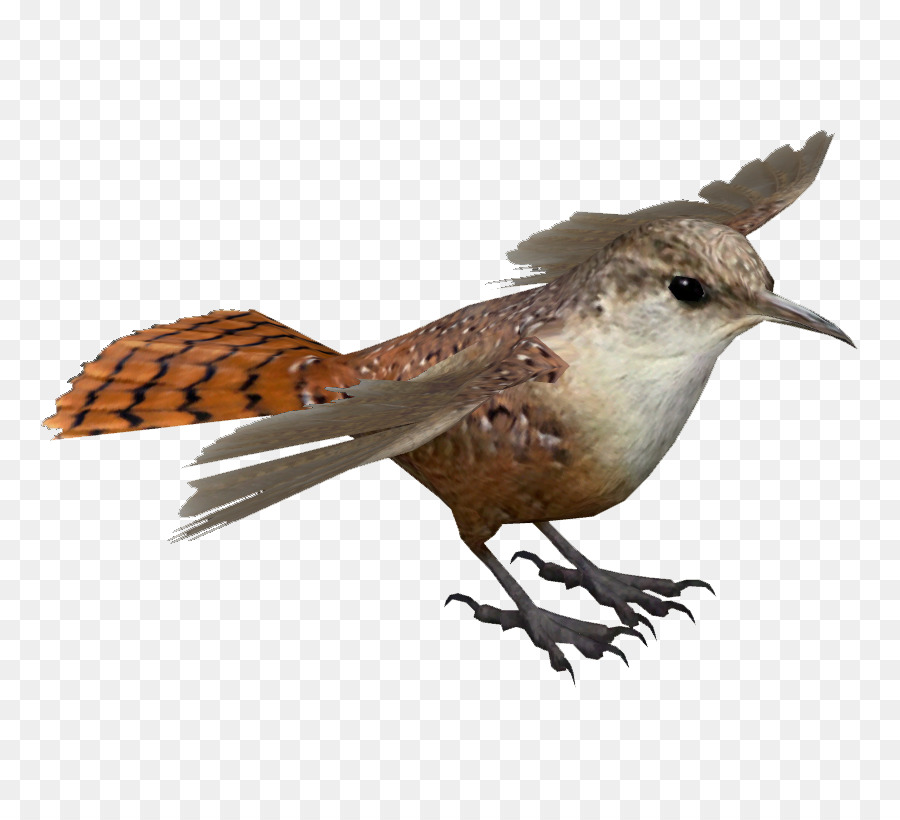 Canyon Wren，Plateau Du Colorado PNG