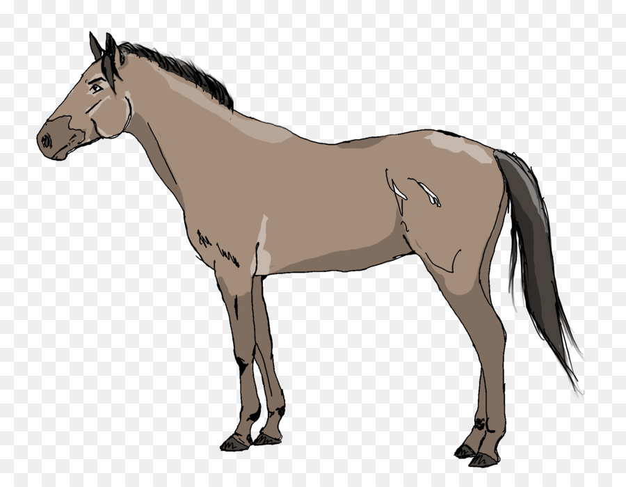 Chevaux，Cheval PNG