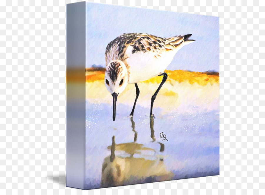 Sandpiper，Grue PNG