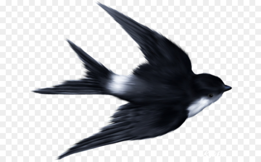 Oiseau，Mallard PNG