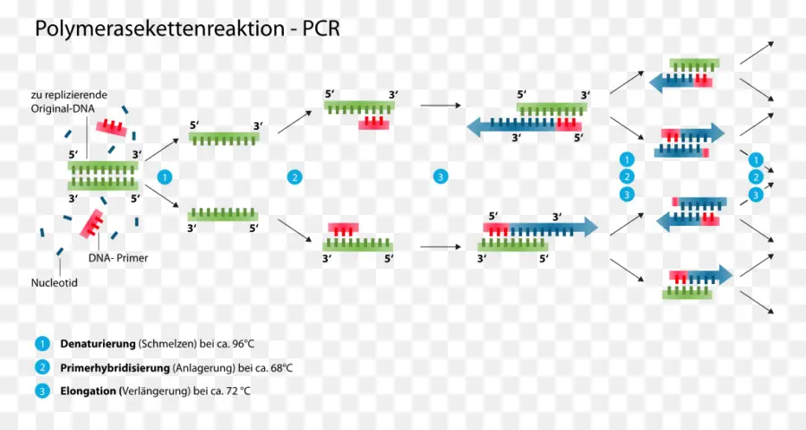 Diagramme Pcr，Adn PNG