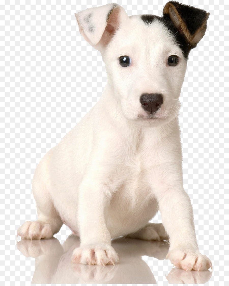 Terrier De Jack Russell，Chiot PNG