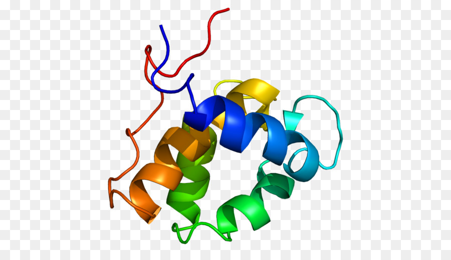 Structure Des Protéines，Biologie PNG