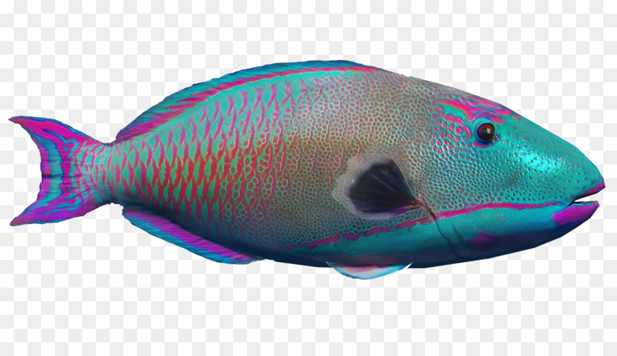 Poisson，Aquatique PNG